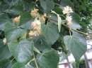 植物編のシナノキ科のシナノキ（科の木）