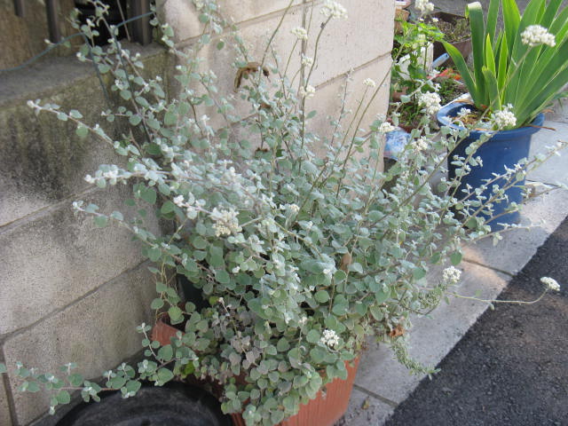 植物編のキク科のヘリクリサム ペティオラレ