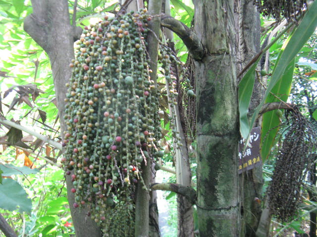 植物編のヤシ科のクジャクヤシ（孔雀椰子）