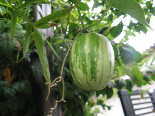 植物編のウリ科のカラスウリ（烏瓜）