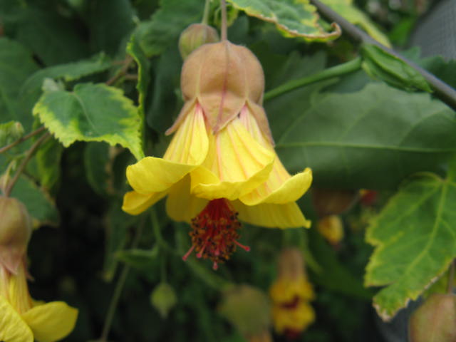植物編のアオイ科のアブチロン（アブチロン）