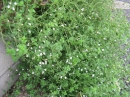 植物編のシソ科のヒメナミキ(姫浪来)