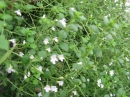 植物編のシソ科のヒメナミキ(姫浪来)