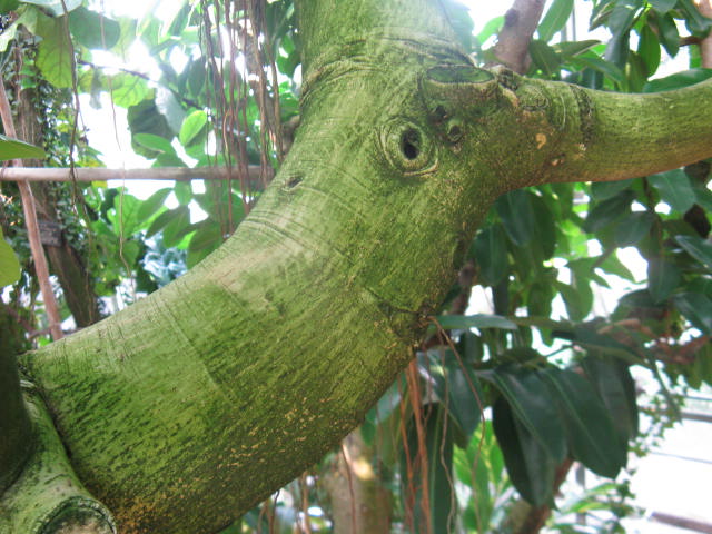 植物編のクワ科のベンガルボダイジュ（ベンガル菩提樹）