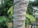 植物編のタコノキ科のタコノキ（蛸の木、露兜樹）