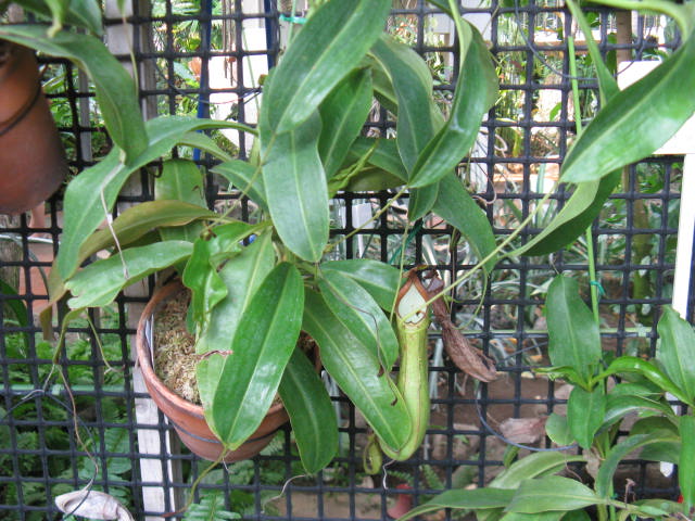 植物編のウツボカズラ科のネペンテス（ネペンテス）