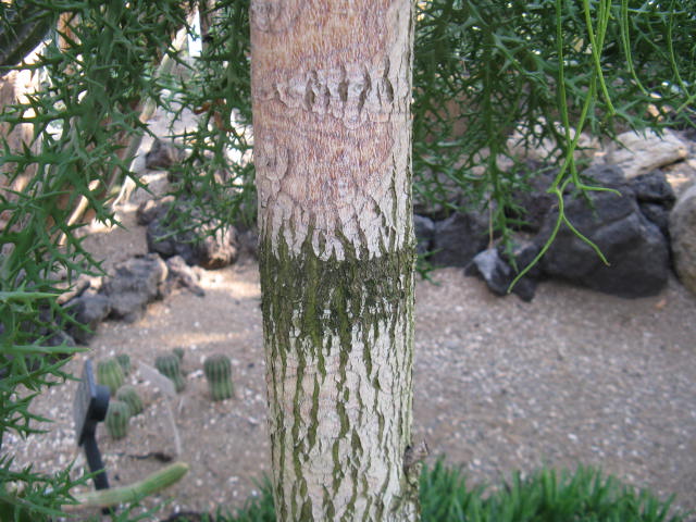 植物編のトウダイグサ科のアオサンゴ（青珊瑚）