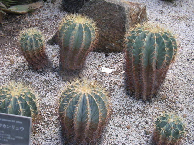 植物編のサボテン科のオウカンリュウ