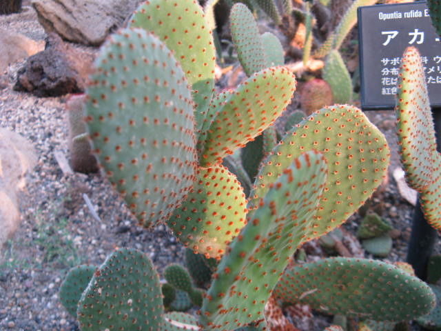 植物編のサボテン科のアカエボシ（赤烏帽子）
