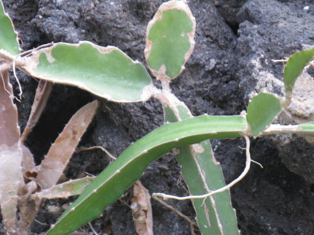植物編のサボテン科のサンカクチュウ