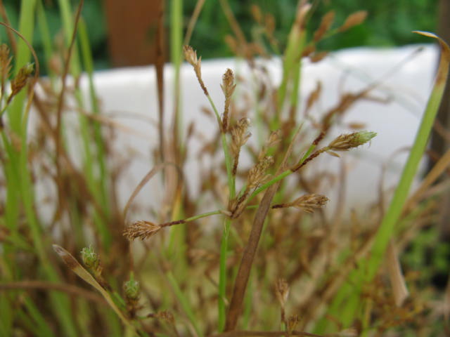 植物編のカヤツリグサ科のハタケテンツキ（ハタケテンツキ）
