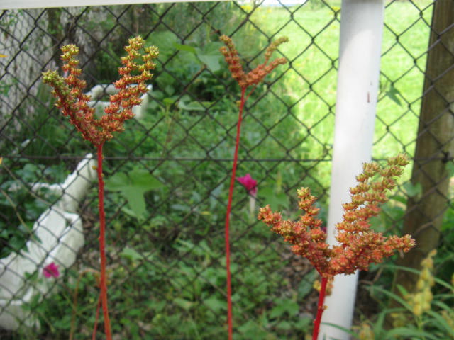 植物編のユキノシタ科のタコノアシ（蛸の足）