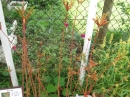 植物編のユキノシタ科のタコノアシ(蛸の足)