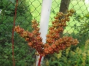 植物編のユキノシタ科のタコノアシ(蛸の足)