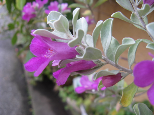 植物編のゴマノハグサ科のレウコフィルム フルテスケンス