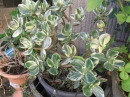 植物編のベンケイソウ科のカネノナルキ(金のなる木)