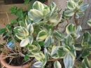 植物編のベンケイソウ科のカネノナルキ(金のなる木)