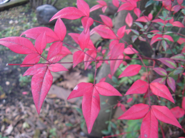 植物編のメギ科のナンテン