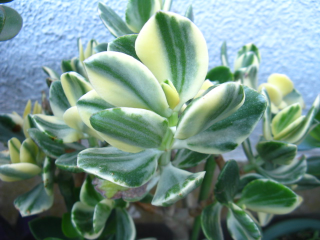 植物編のベンケイソウ科のカネノナルキ（金のなる木）