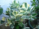 植物編のベンケイソウ科のカネノナルキ(金のなる木)