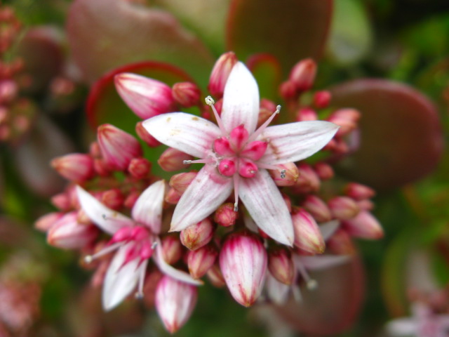 植物編のベンケイソウ科のカネノナルキ（金のなる木）