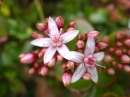 植物編のベンケイソウ科のカネノナルキ(金のなる木)