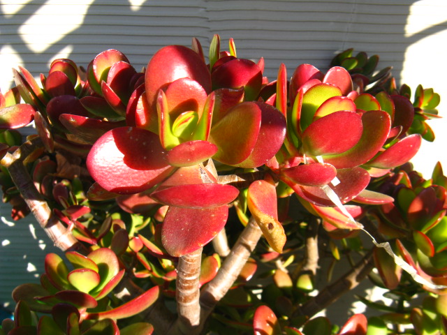 植物編のベンケイソウ科のカネノナルキ（金のなる木）
