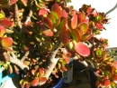 植物編のベンケイソウ科のカネノナルキ(金のなる木)
