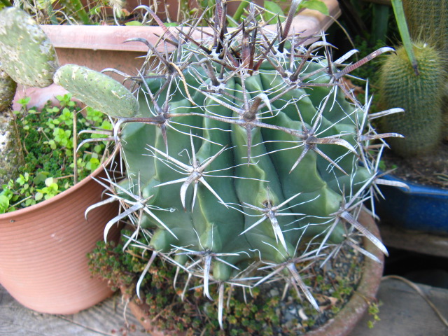 植物編のサボテン科のアヤナミ（綾波）