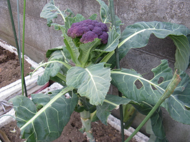 植物編のアブラナ科のカリフラワー（カリフラワー）