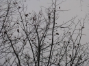 植物編のスズカケノキ科のモミジバスズカケノキ（紅葉葉鈴懸の木）