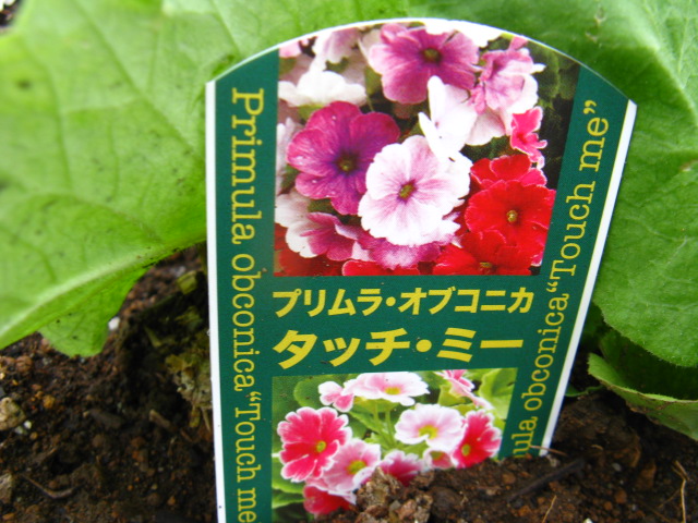 植物編のサクラソウ科のプリムラオブコニカ