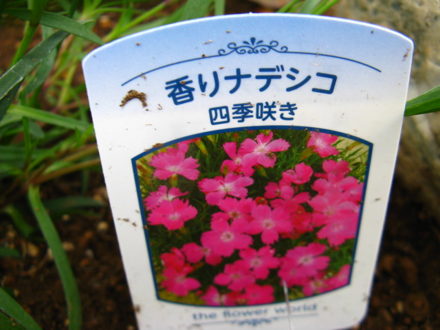 植物編のナデシコ科のカオリナデシコ