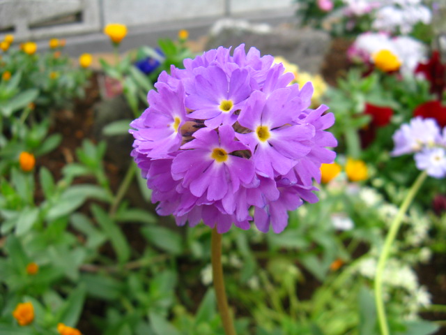 植物編のサクラソウ科のプリムラ デンティキュラータ