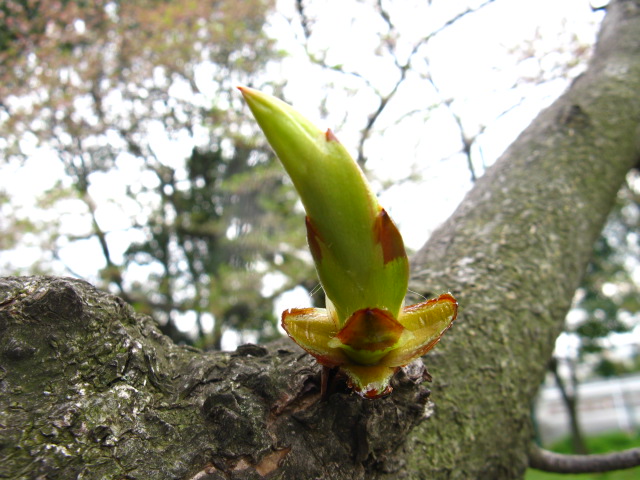 植物編のトチノキ科のトチノキ（栃の木）