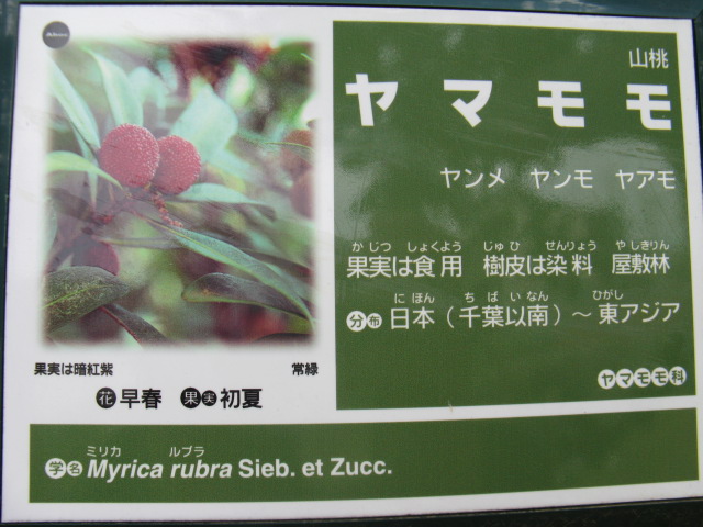 植物編のヤマモモ科のヤマモモ（山桃）