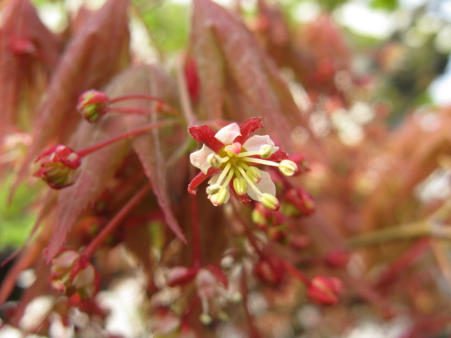 植物編のカエデ科のイロハモミジ（いろは紅葉）
