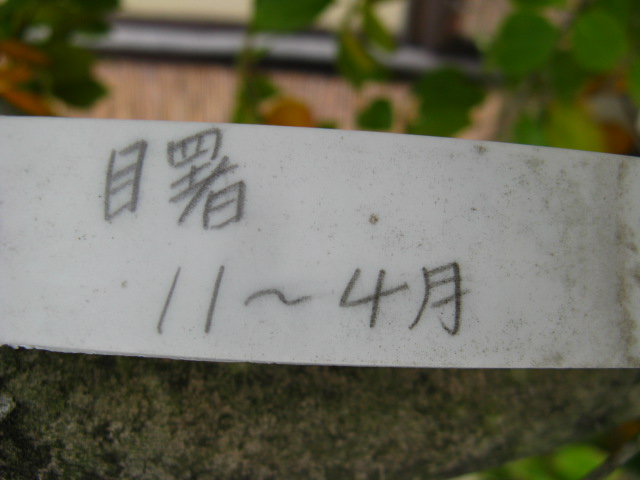 植物編のツバキ科のツバキ（アケボノ）（椿）