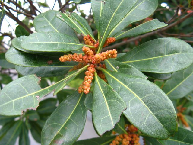 植物編のヤマモモ科のヤマモモ（山桃）