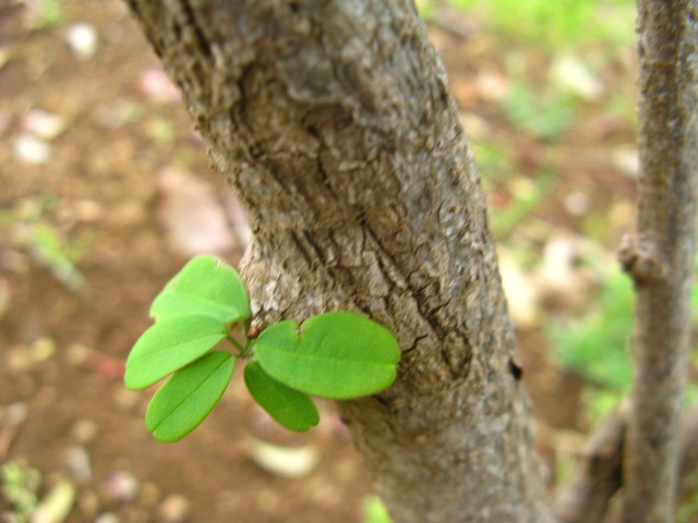 植物編のアケビ科のアケビ（木通、通草）
