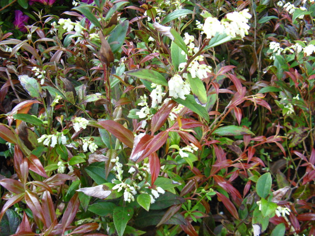 植物編のツツジ科のセイヨウイワナンテン