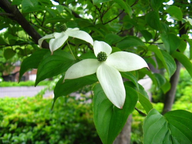 植物編のミズキ科のヤマボウシ