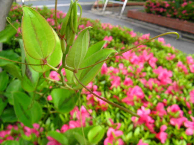 植物編のサルトリイバラ科のサルトリイバラ（猿捕り茨）