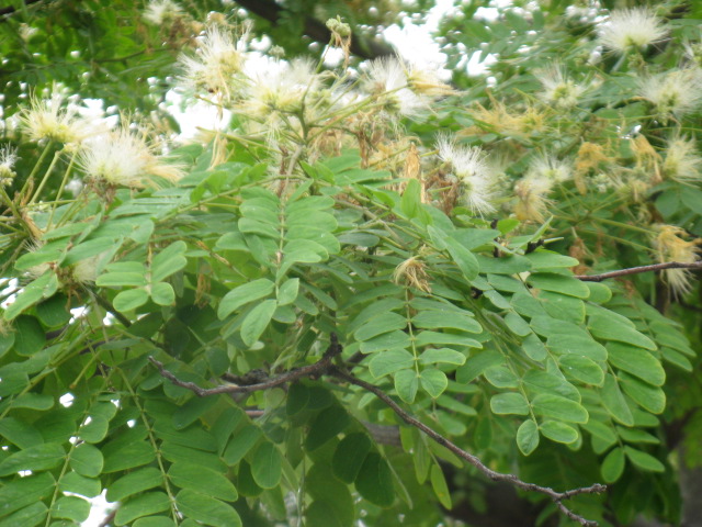 植物編のマメ科のオオバネムノキ（大葉合歓の木）