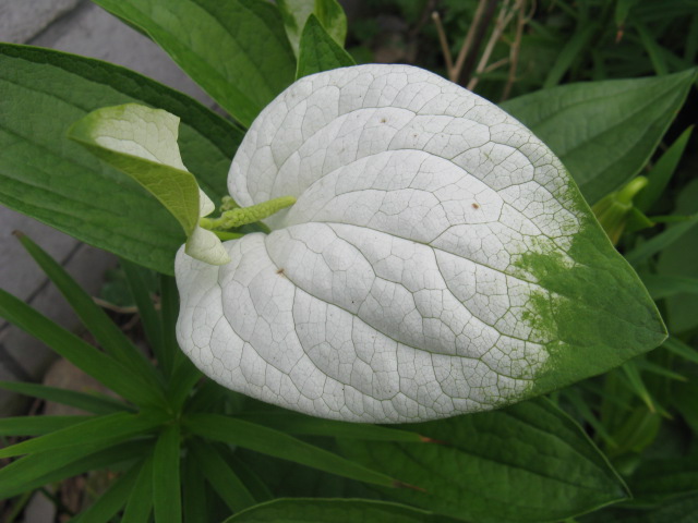 植物編のドクダミ科のハンゲショウ（半夏生）