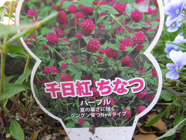 植物編のヒユ科のセンニチコウ