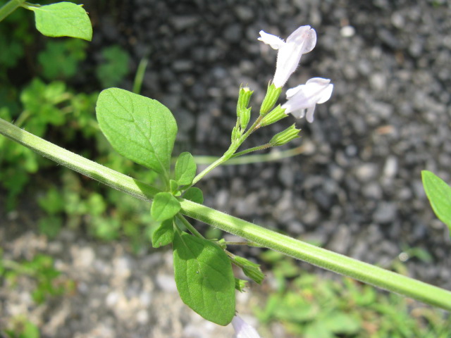 植物編のシソ科のヒメナミキ（姫浪来）