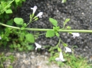 植物編のシソ科のヒメナミキ(姫浪来)