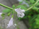 植物編のシソ科のヒメナミキ(姫浪来)