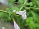 植物編のシソ科のヒメナミキ(姫浪来)